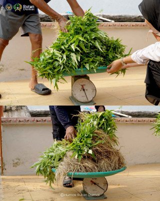 Produktif Selama Pembinaan, Warga Binaan Rutan Dumai Budidayakan Kangkung